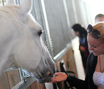 Lipizzaner